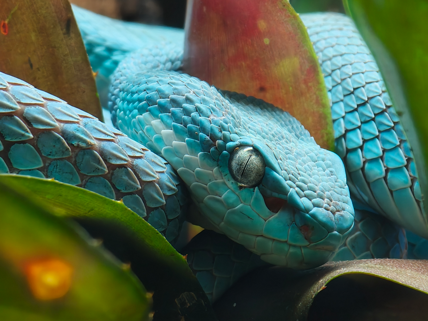 Blue Insular Pit Viper (Trimeresurus insularis)