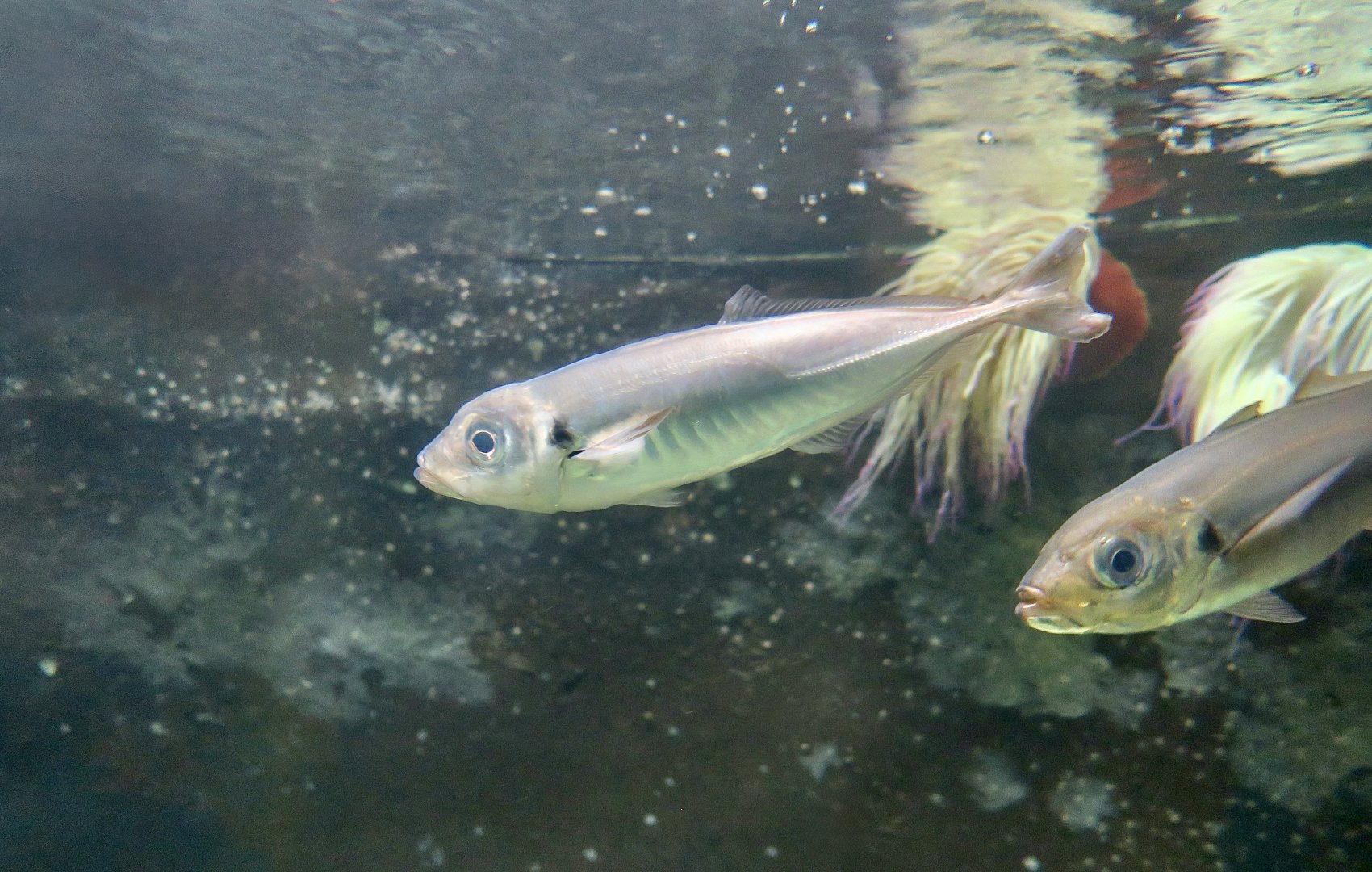 Blue Jack Mackerel (Trachurus picturatus)