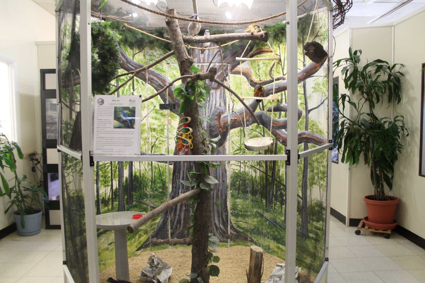 Blue Jay + American Robin Exhibit