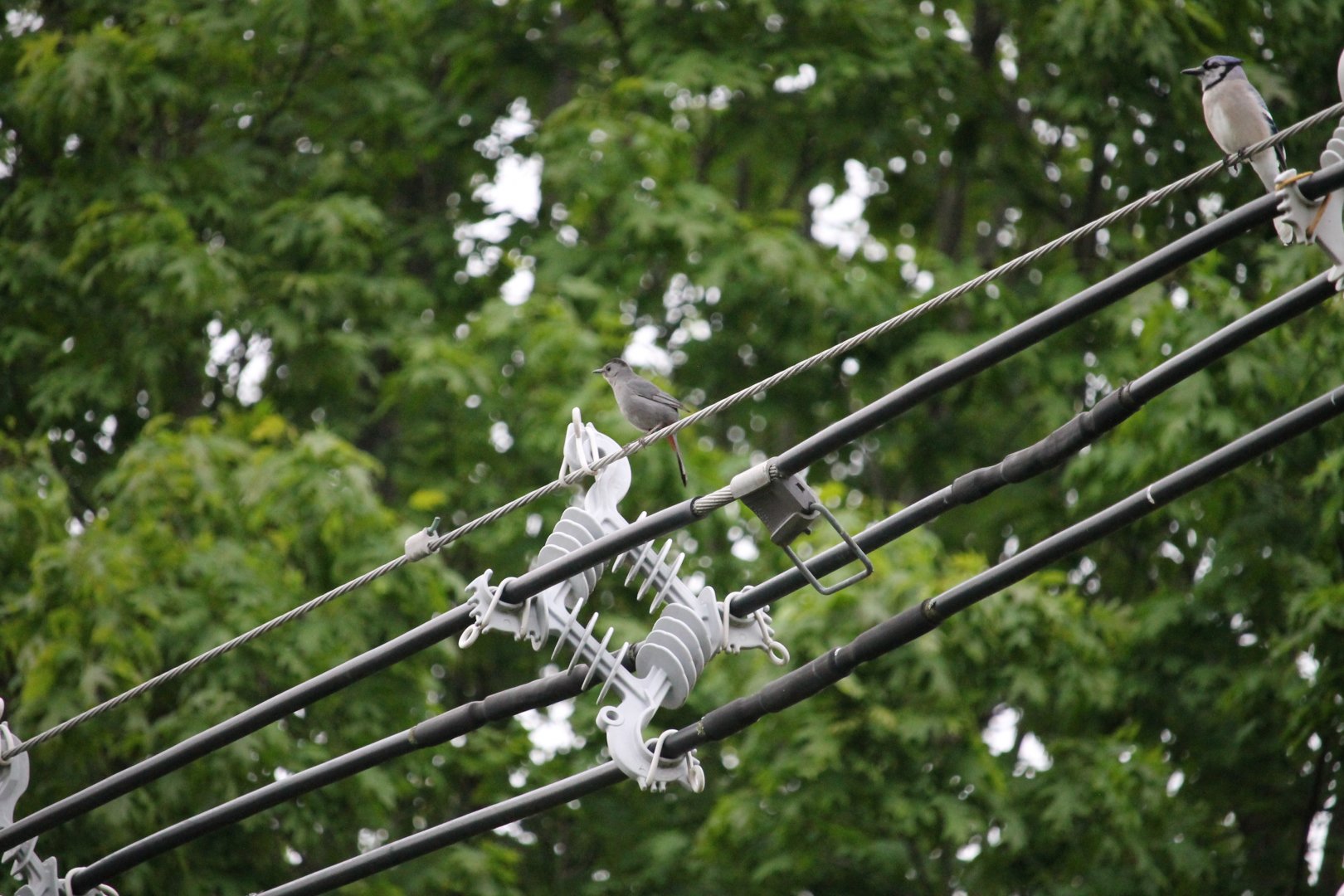 Blue Jay and Grey Catbird sharing a telephone wire