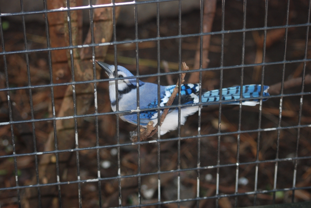 Blue Jay at Busch Wildlife Sanctuary, 14/10/13