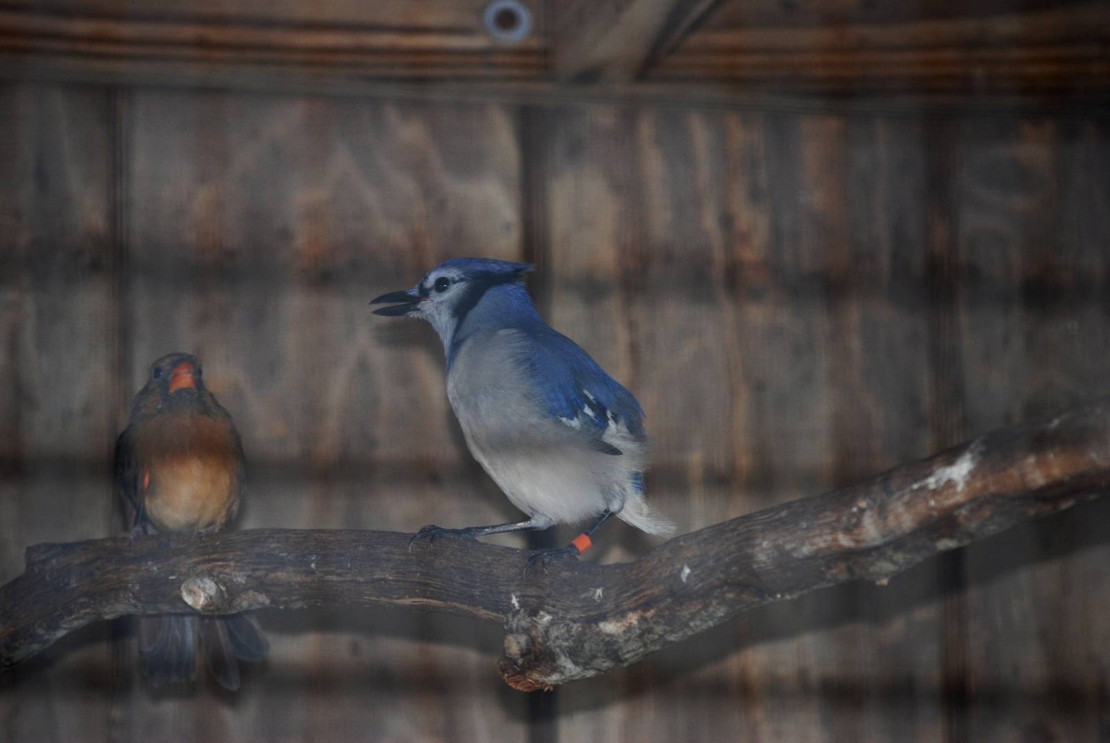 Blue Jay at Peace River Wildlife Centre, 09/10/13