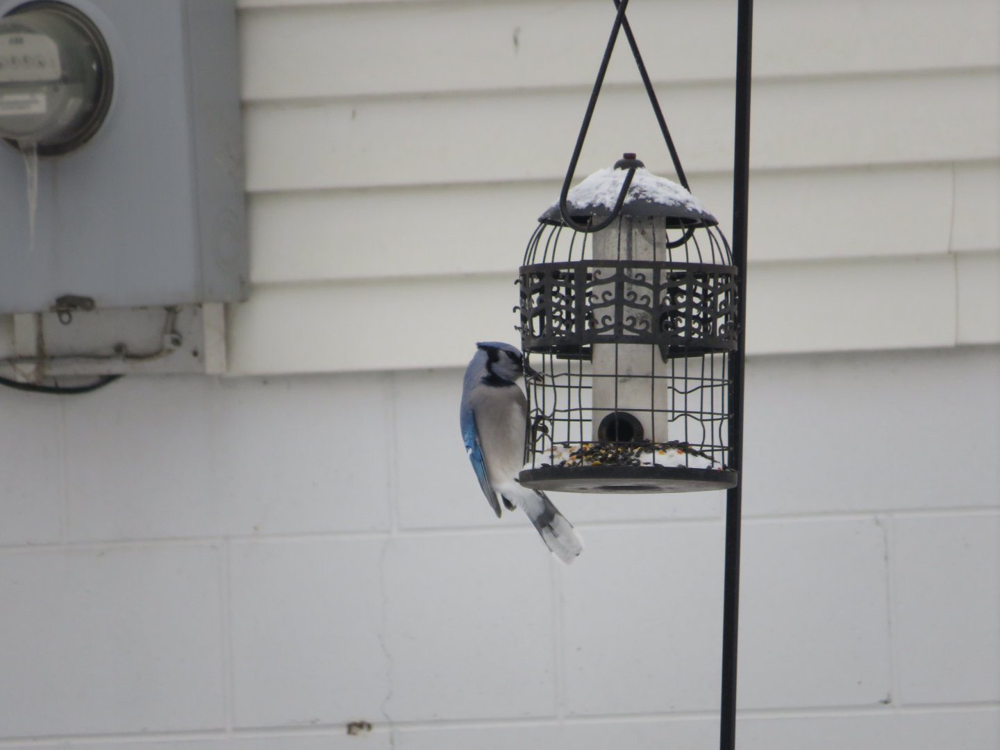Blue jay at the Bird feeder