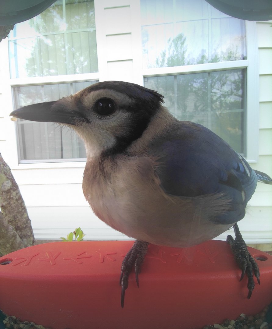 Blue Jay (Cyanocitta cristata)