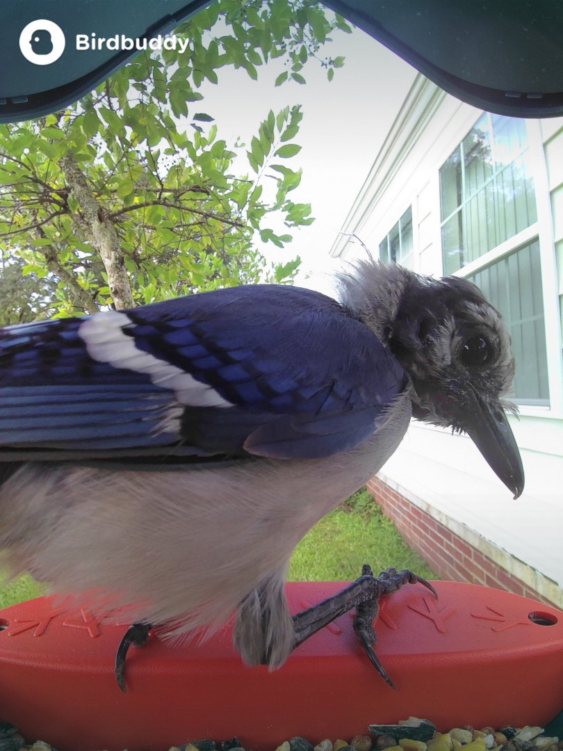 Blue Jay (Cyanocitta cristata)