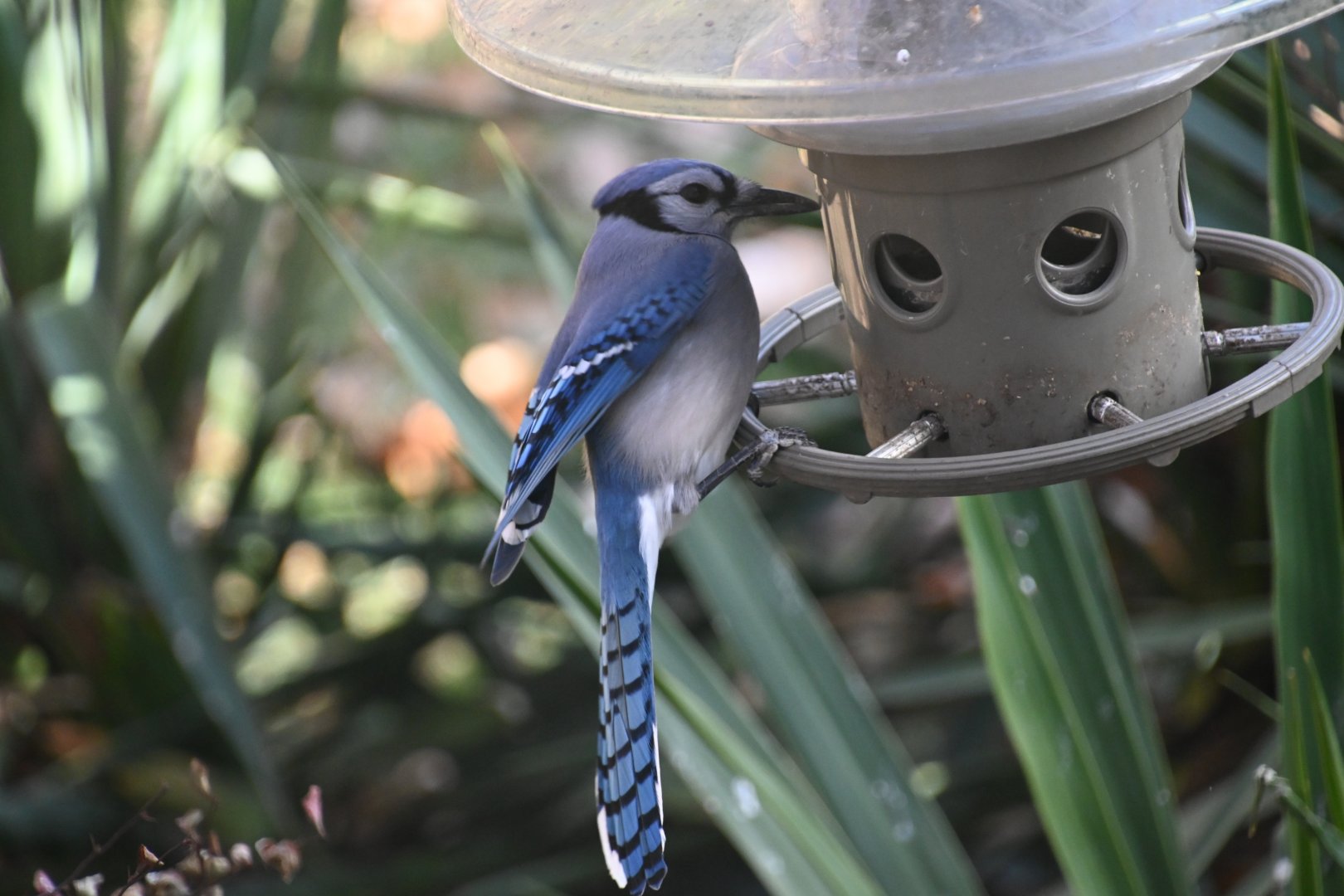 Blue jay (Cyanocitta cristata)