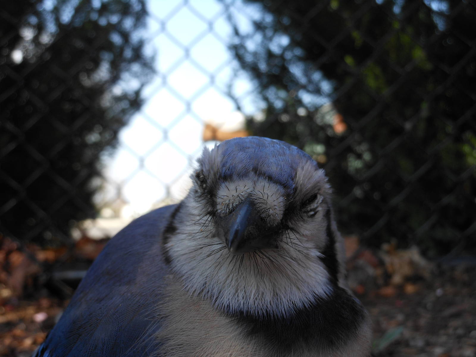 Blue Jay Front View