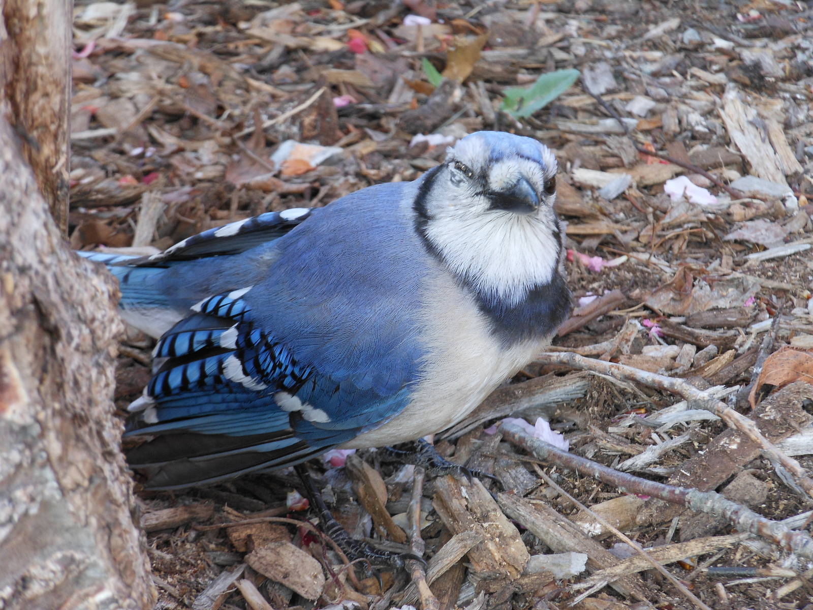 Blue Jay- Injured?