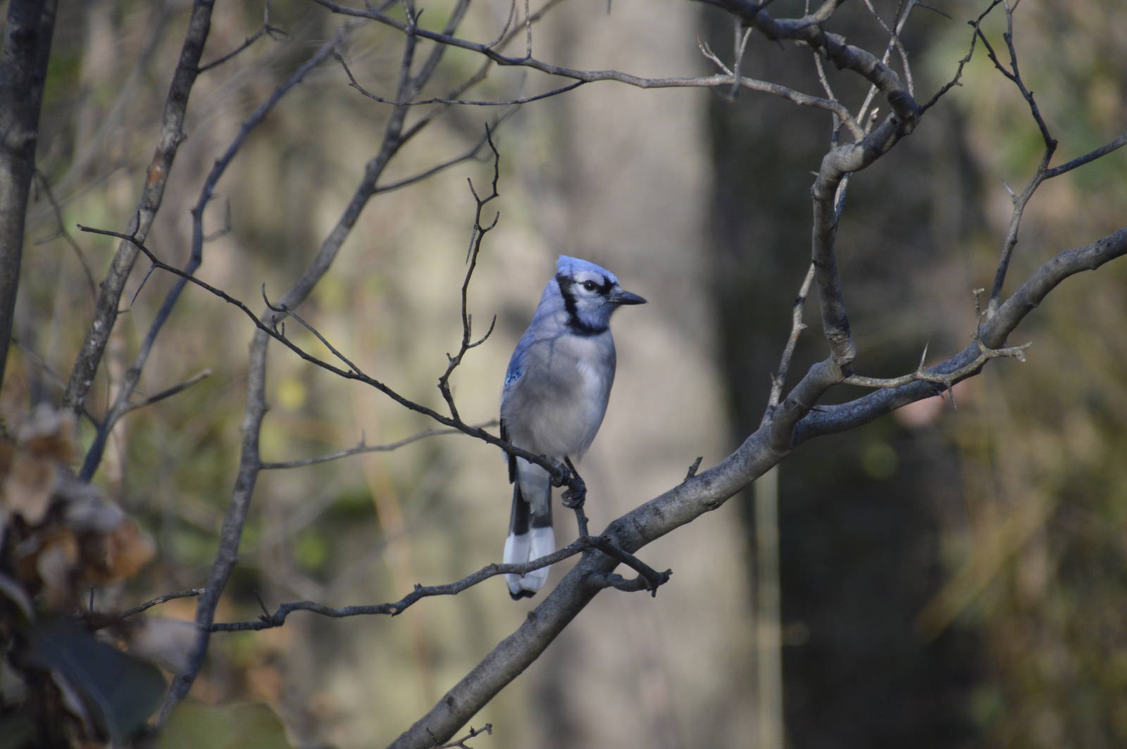 Blue Jay (wild) 031215