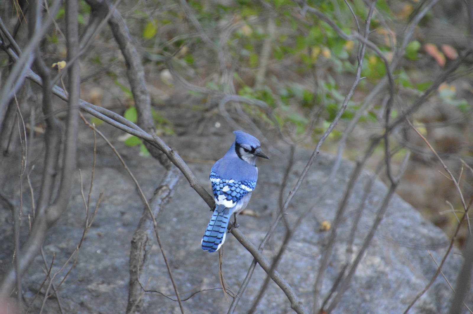 Blue Jay (wild) 031215