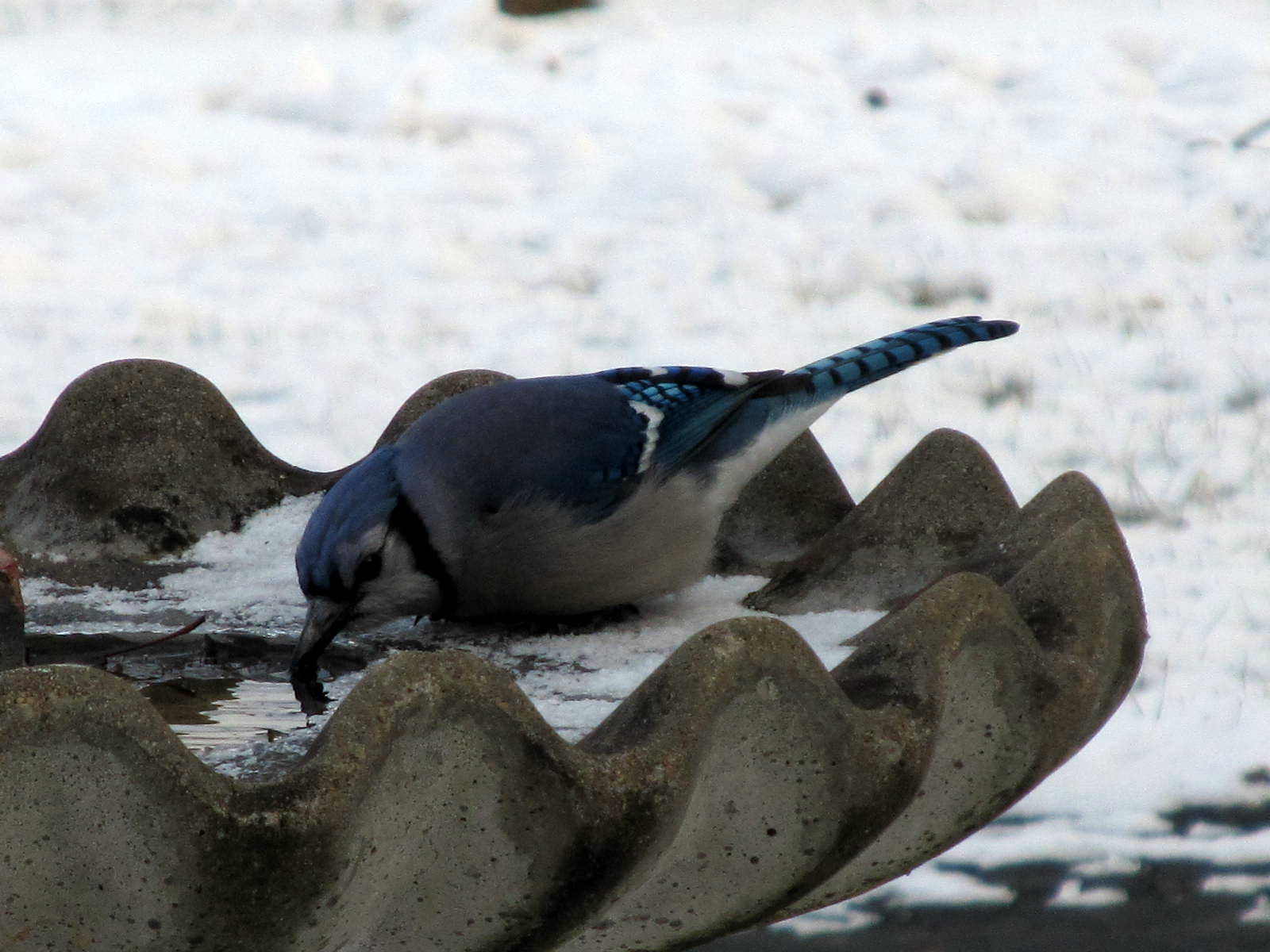 Blue Jay