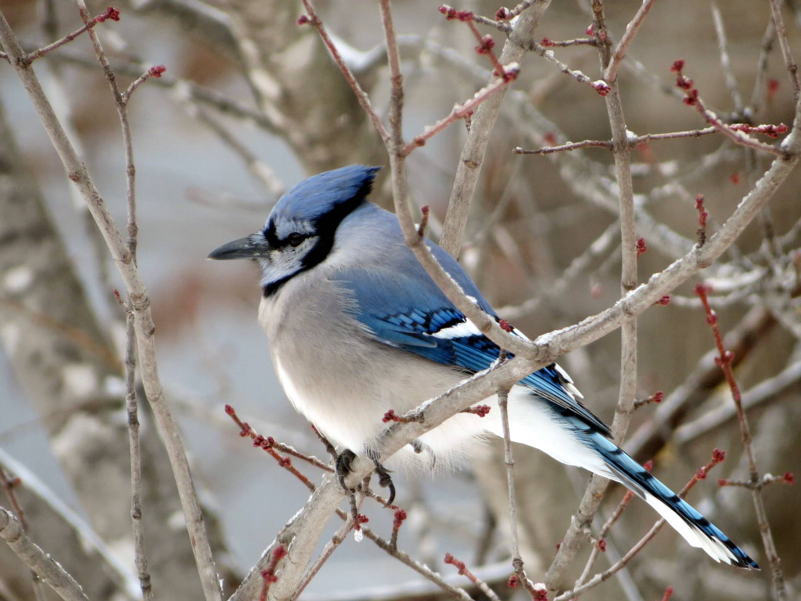 Blue Jay