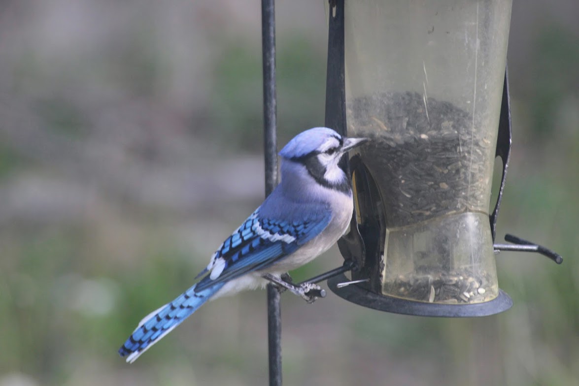 Blue Jay