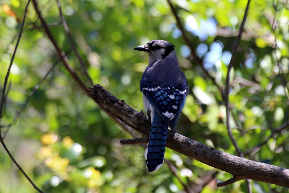 Blue Jay