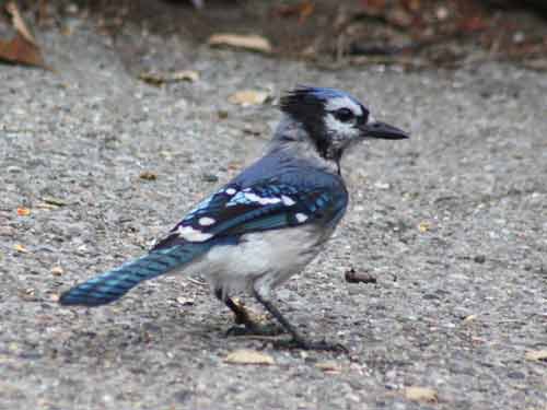 Blue Jay