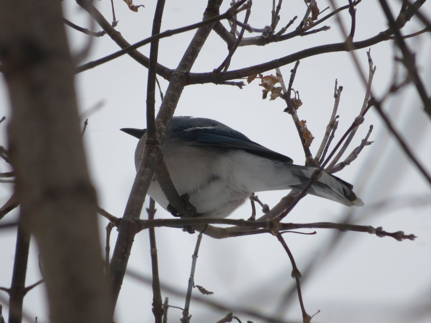 Blue Jay