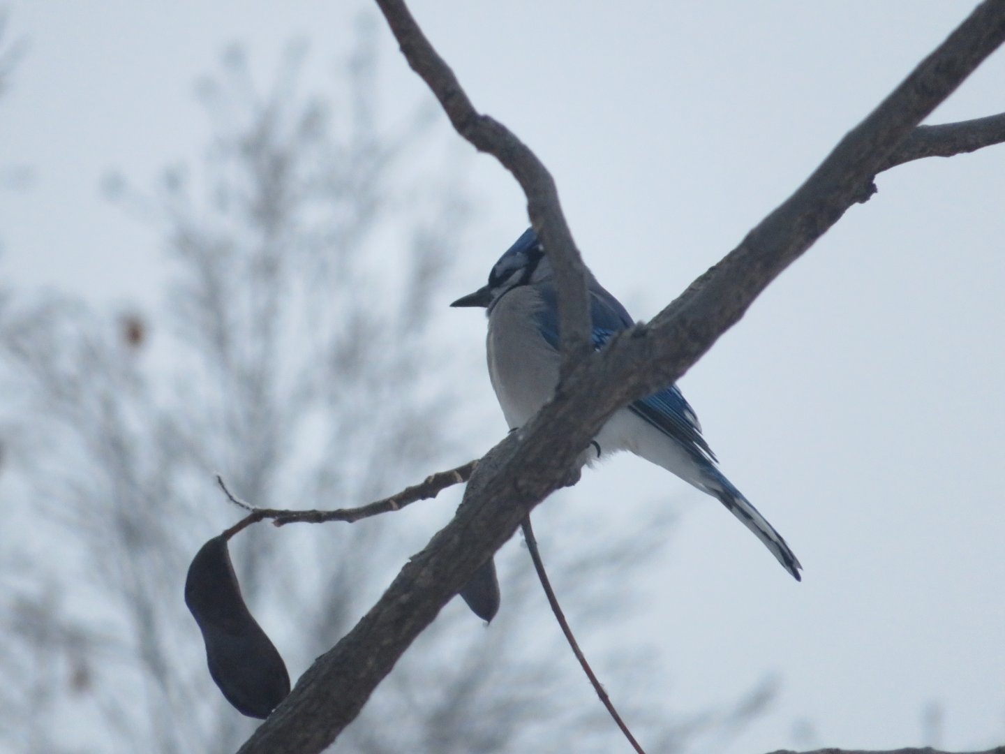 Blue Jay