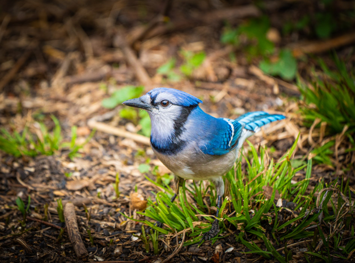 Blue Jay