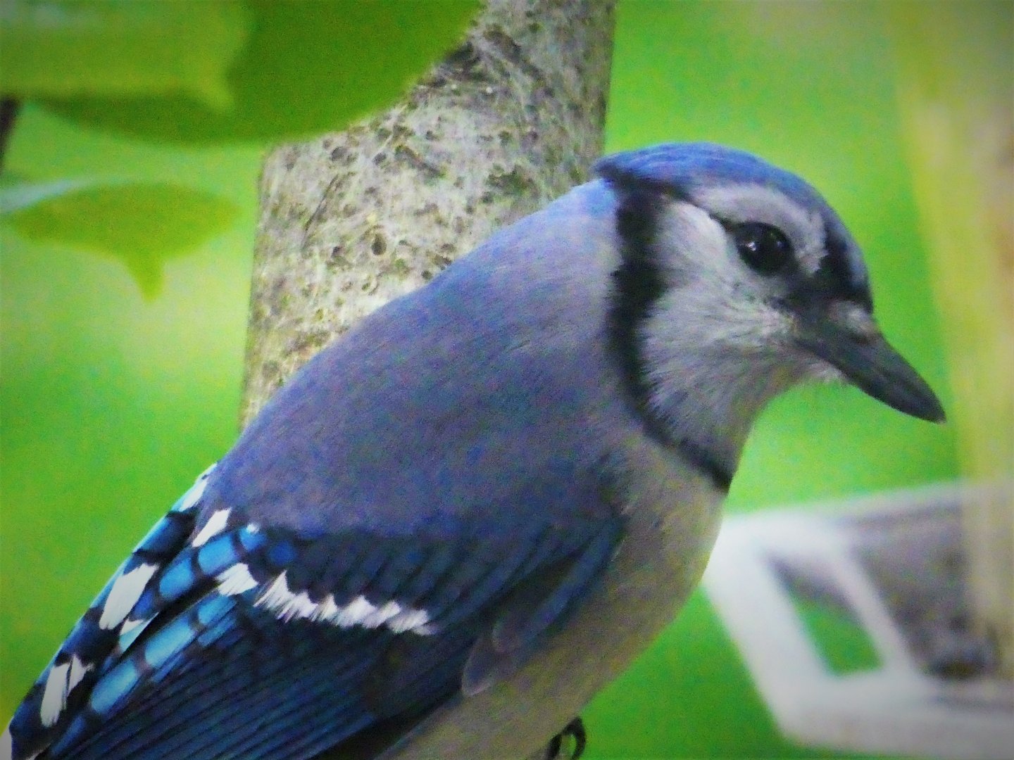 Blue Jay