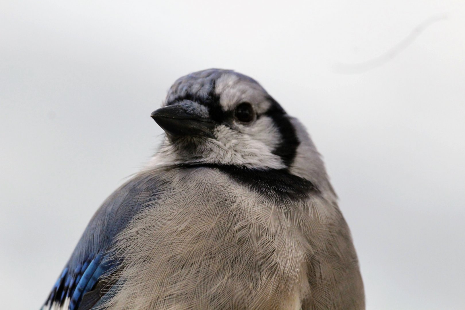 Blue Jay