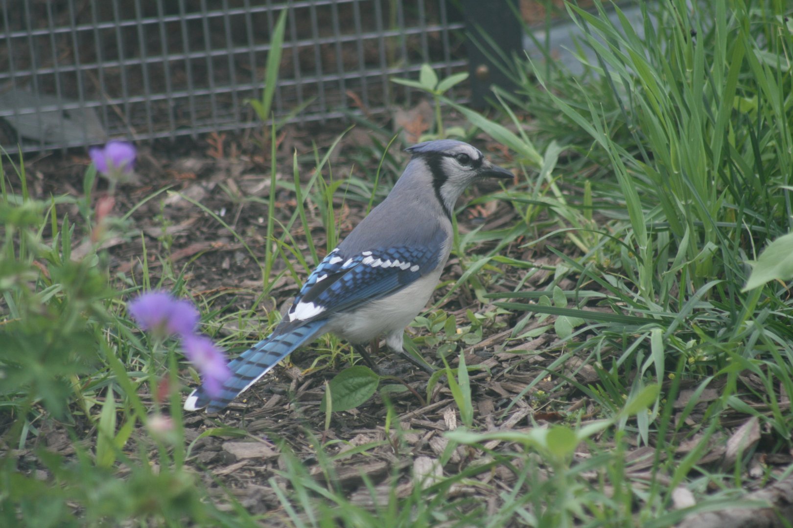 Blue Jay