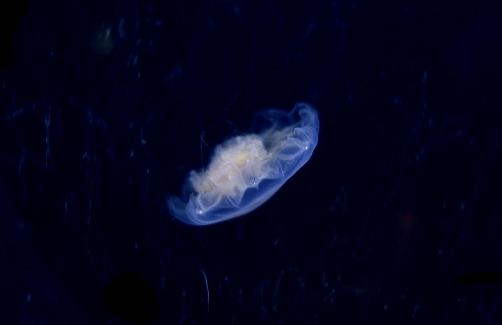 Blue Jellyfish (Cyanea lamarckii)