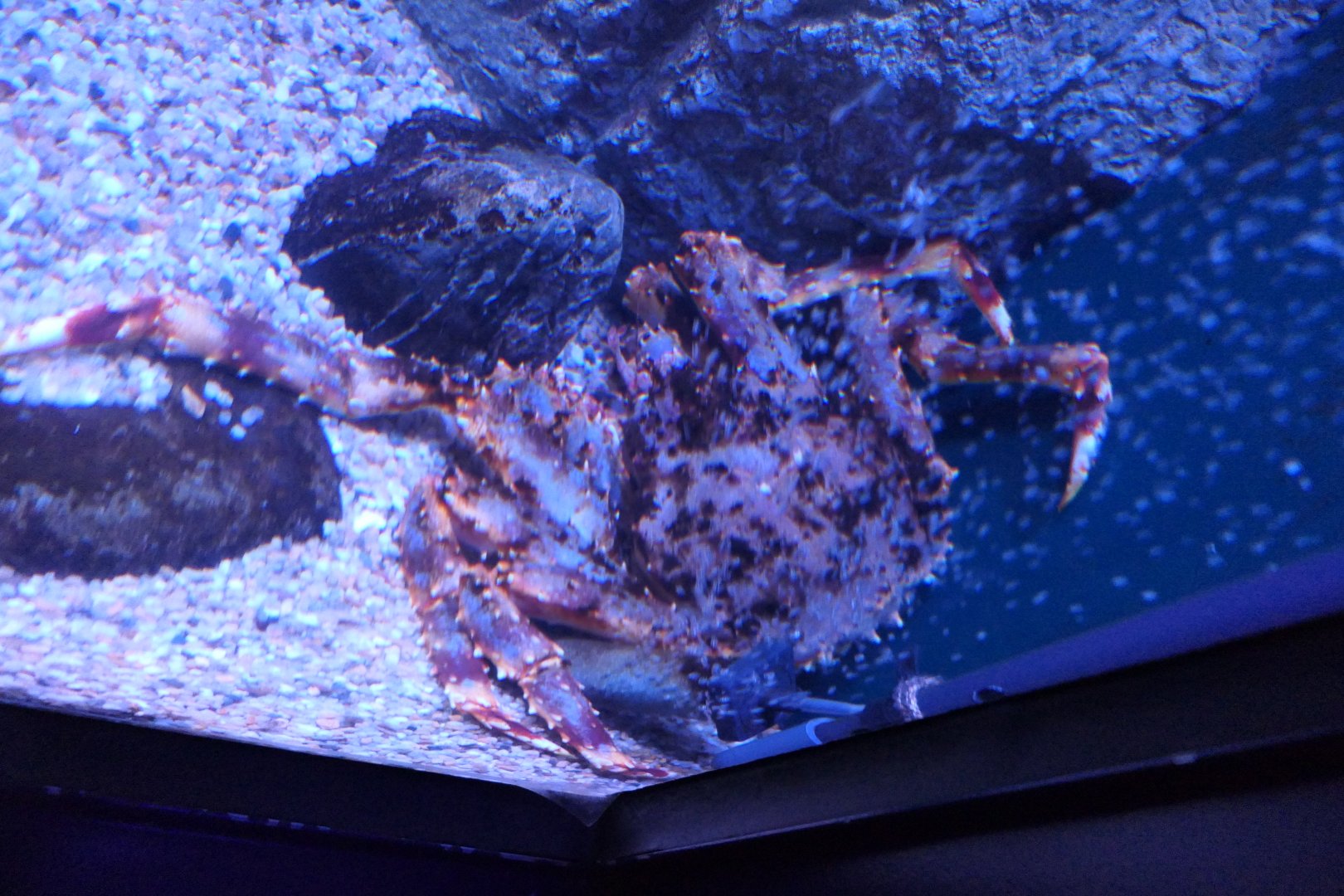 Blue King Crab (Paralithodes platypus)