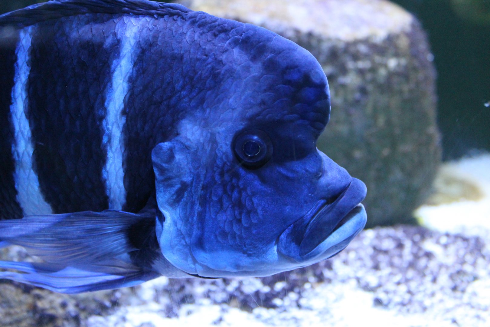 Blue Kitumba Moba - July 2019