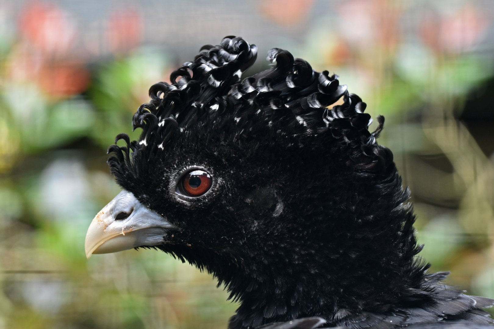 Blue-knobbed Curassow Crax alberti