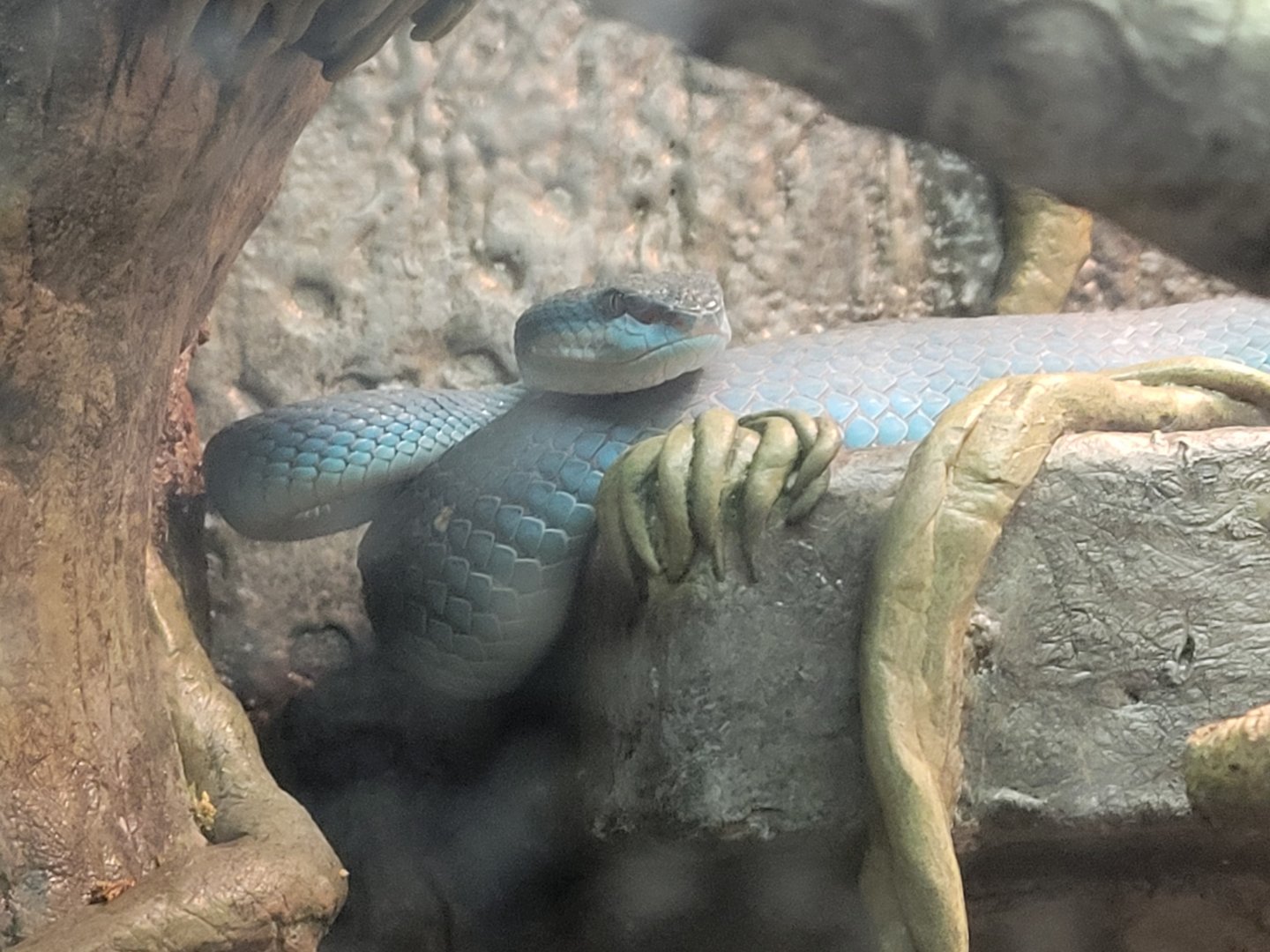 Blue Komodo Island Pit-Viper(Trimeresurus insularis)