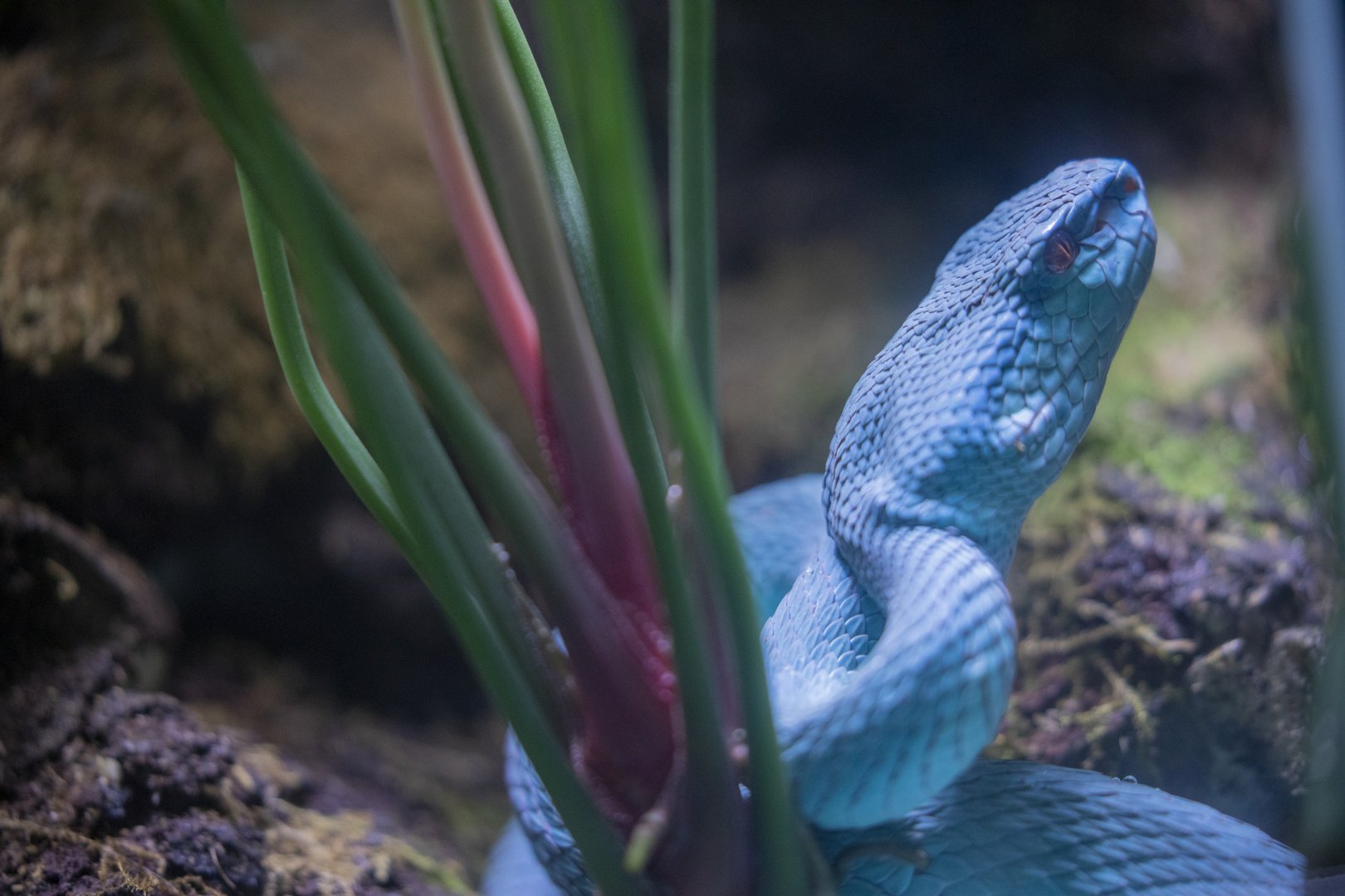 Blue komodo island pit viper （Trimeresurus insularis）