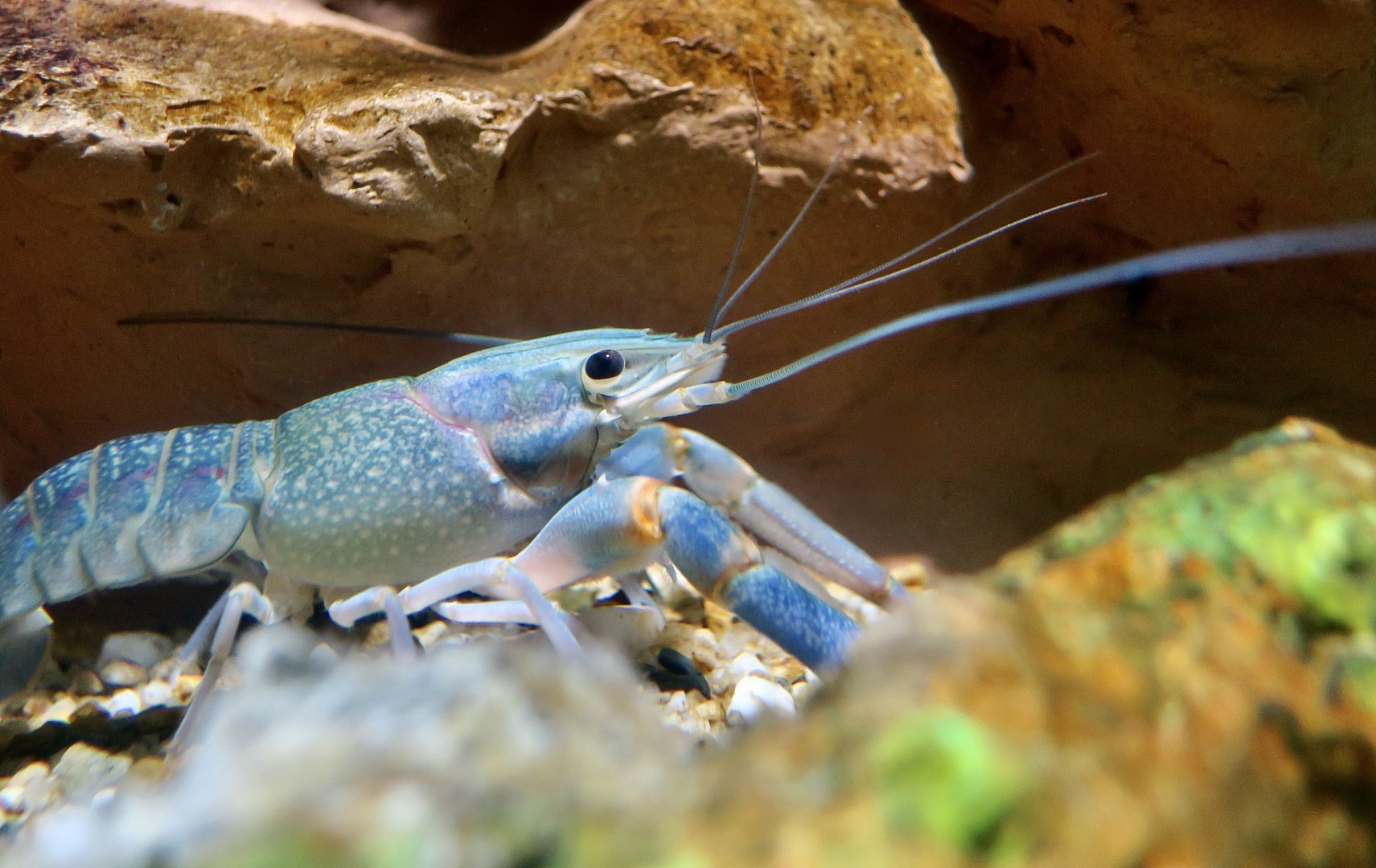 Blue Kong Crayfish (Cherax alyciae)