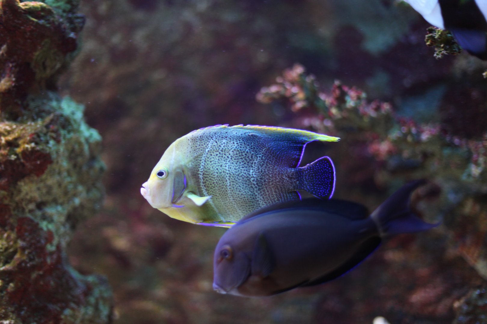Blue koran angelfish (Pomacanthus semicirculatus) and Black surgeonfish (Acanthurus gahhm)