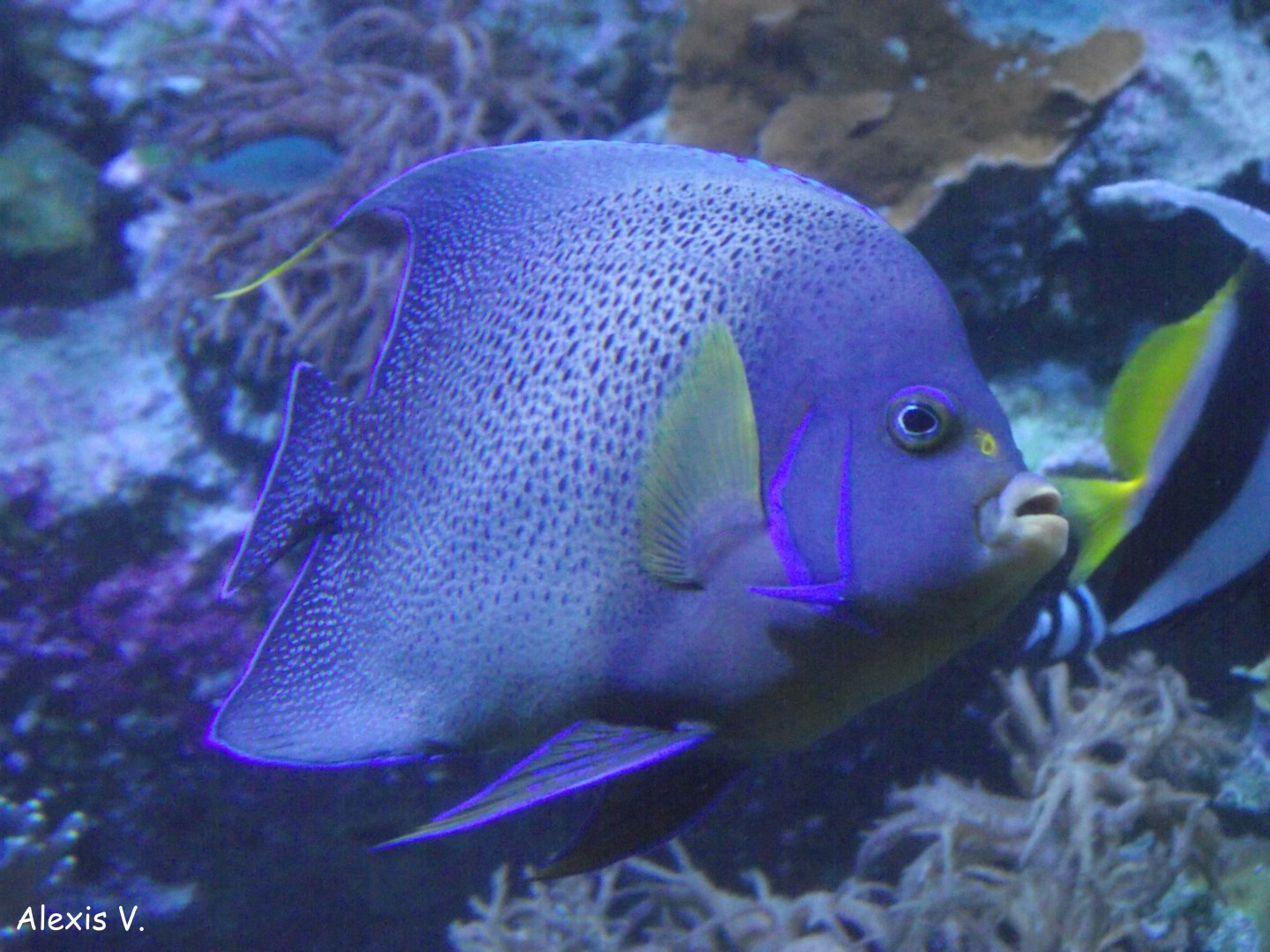 Blue Koran Angelfish - Zooparc de Beauval - 04/2018
