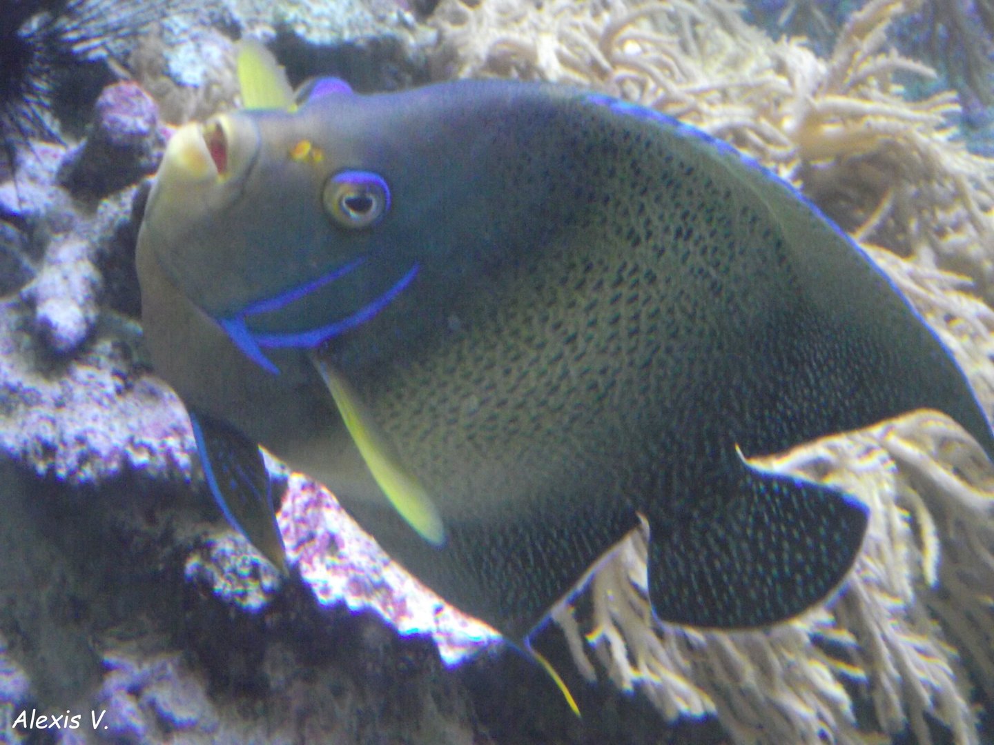 Blue Koran Angelfish - Zooparc de Beauval - 08/2020