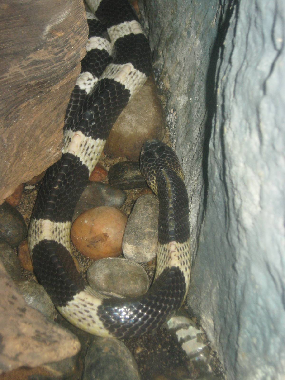 Blue Krait (Bungarus candidus)