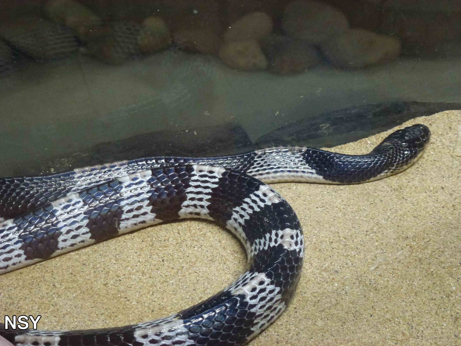 Blue krait, June 2013.