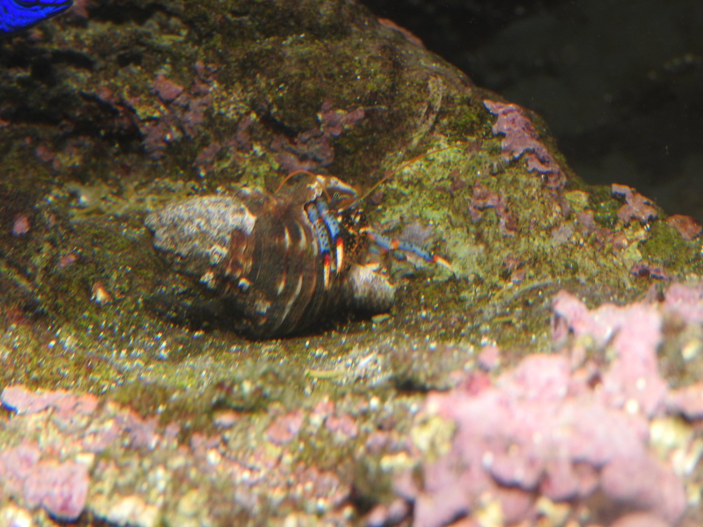 Blue-leg Hermit Crab