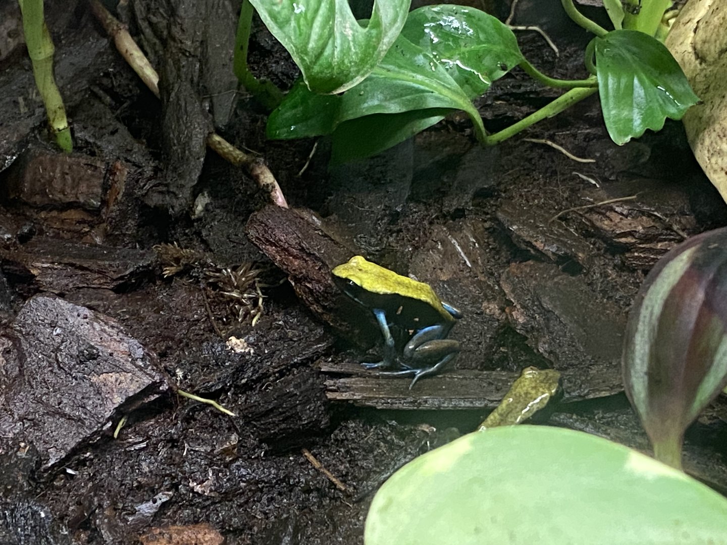 Blue-legged mantella 140923