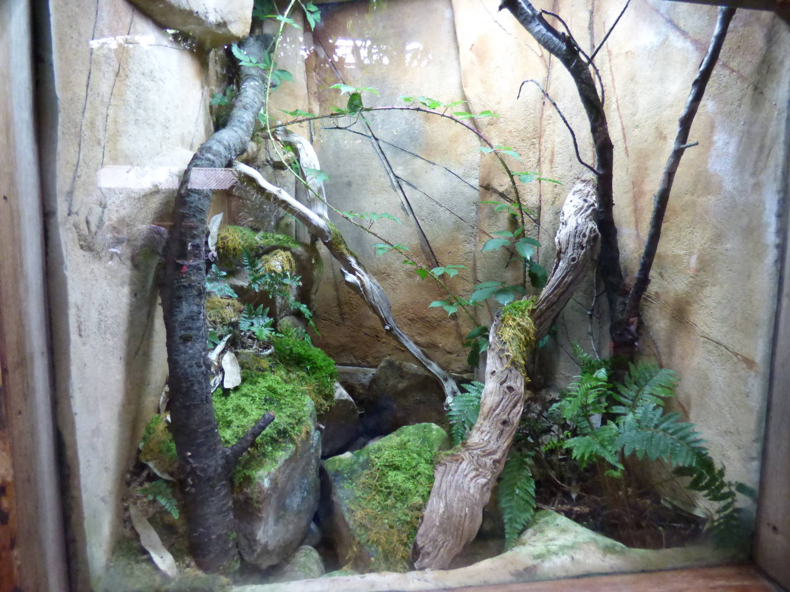 Blue-Legged Mantella and Madagascan Blue Stick Insect Exhibit