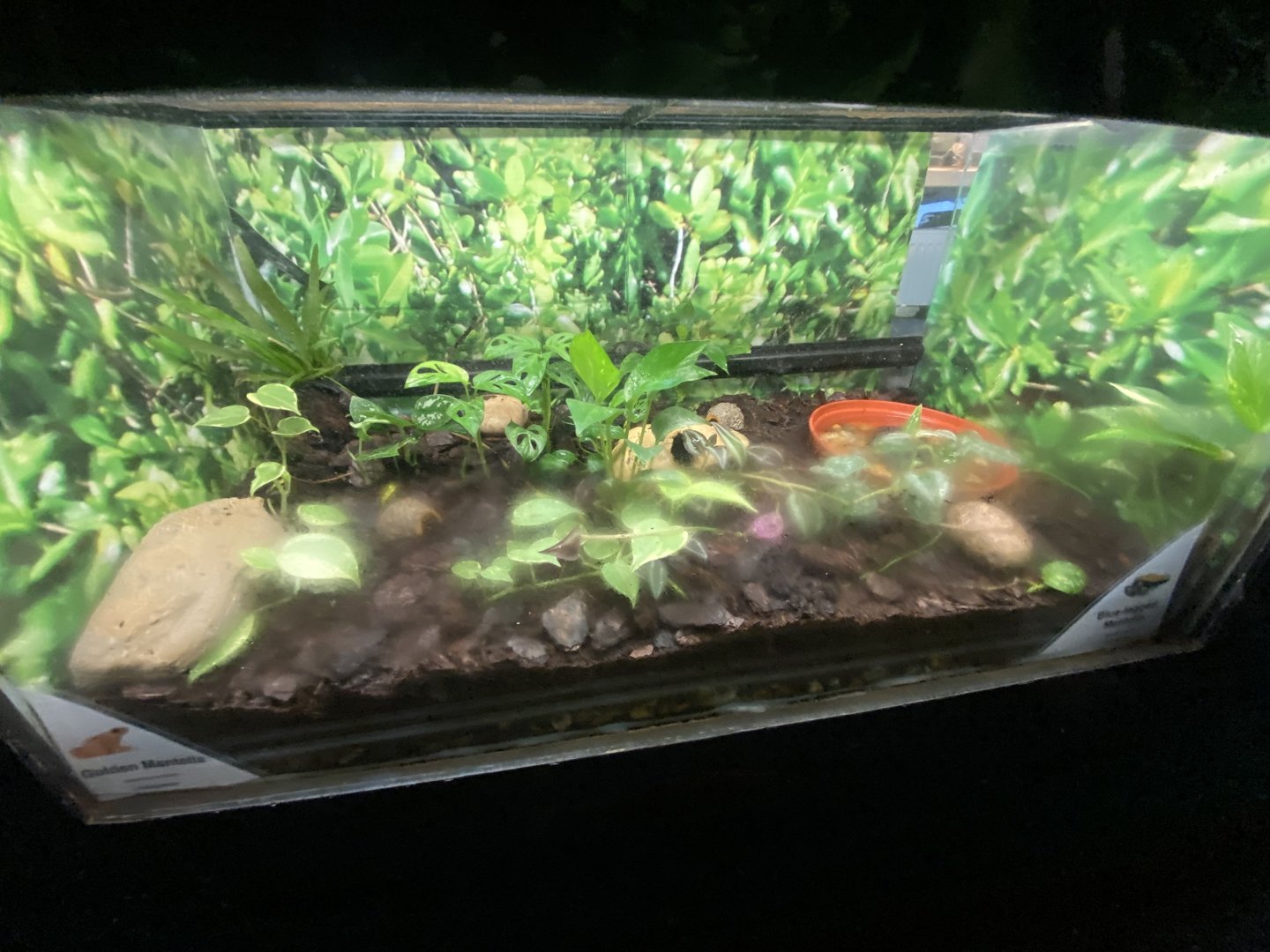 Blue-legged mantella exhibit 140923