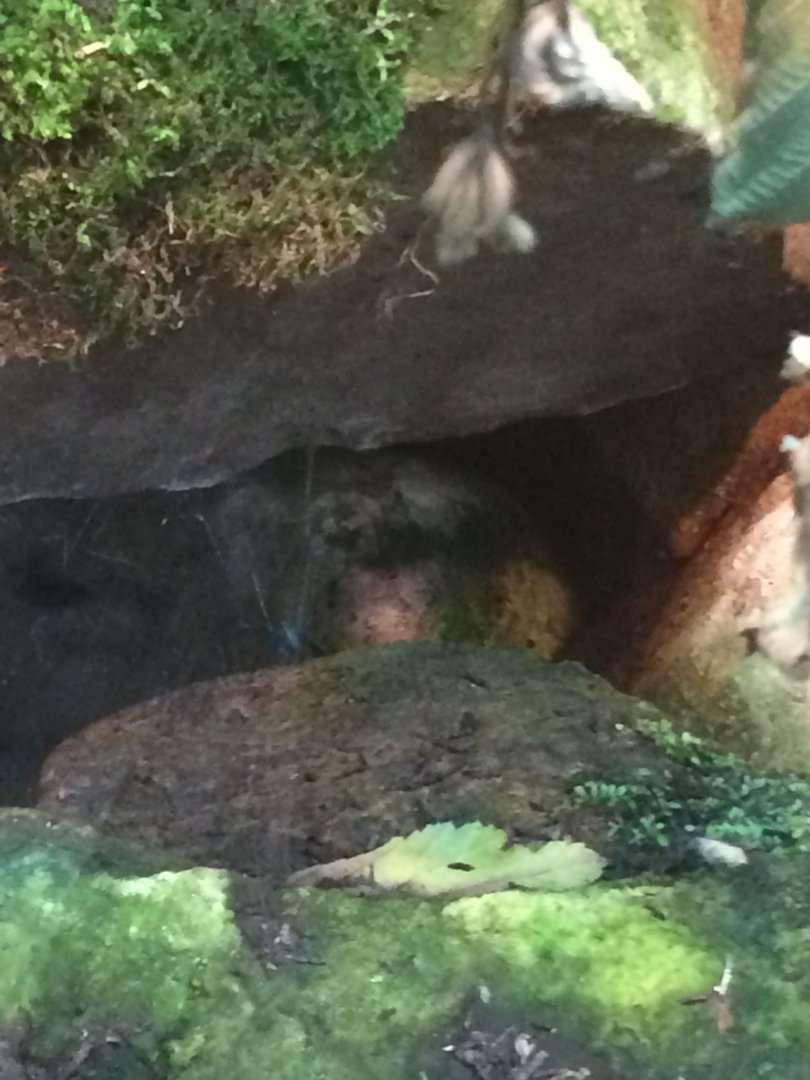 Blue legged Mantella leg