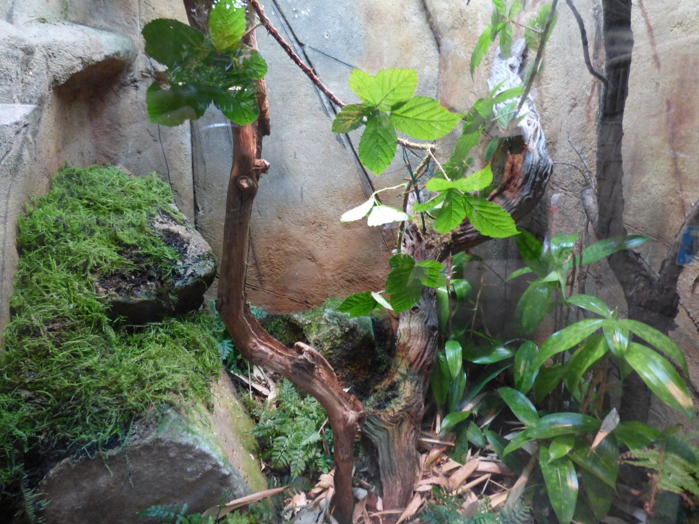 Blue-legged Mantella/Madagascan Blue Stick insect Enclosure