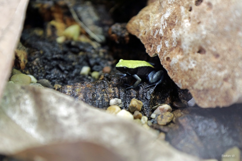 blue-legged mantella (Mantella expectata)