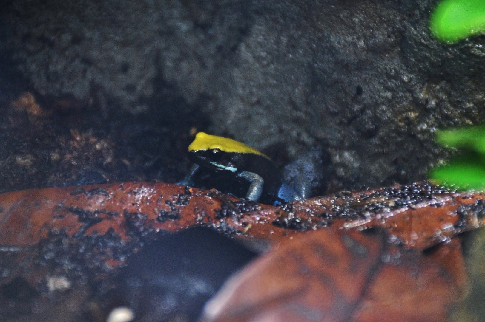 Blue-legged Mantella (Mantella expectata)