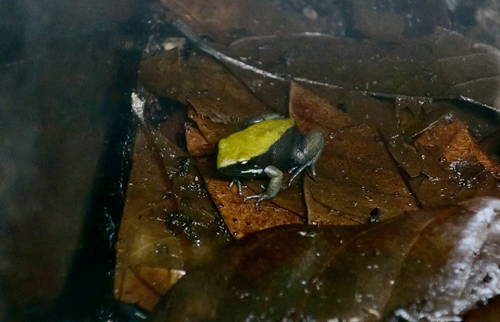 Blue-Legged Mantella (Mantella expectata)