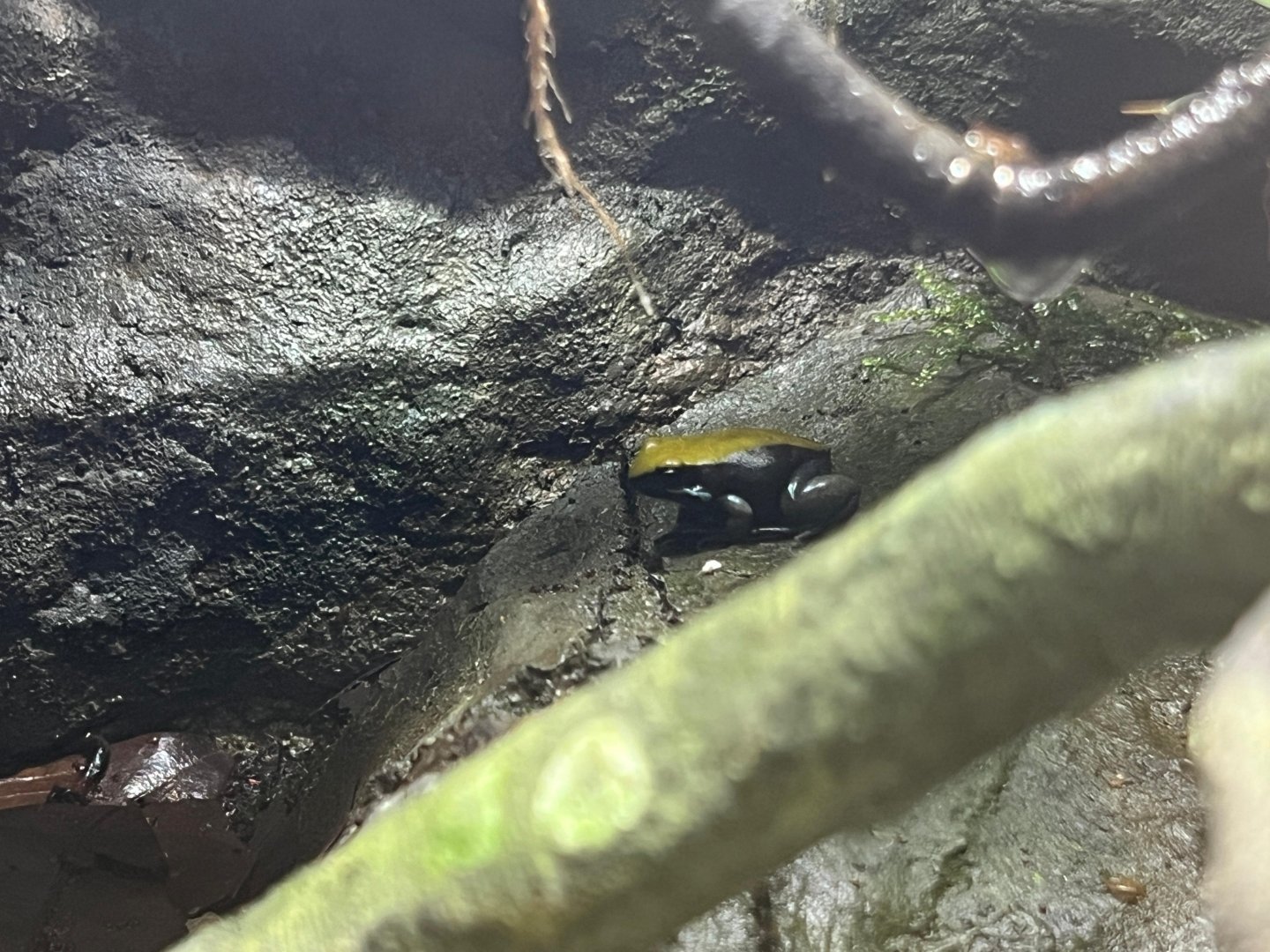 Blue-Legged Mantella (Mantella expectata)