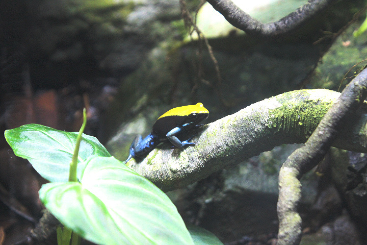 Blue-legged mantella (Mantella expectata)