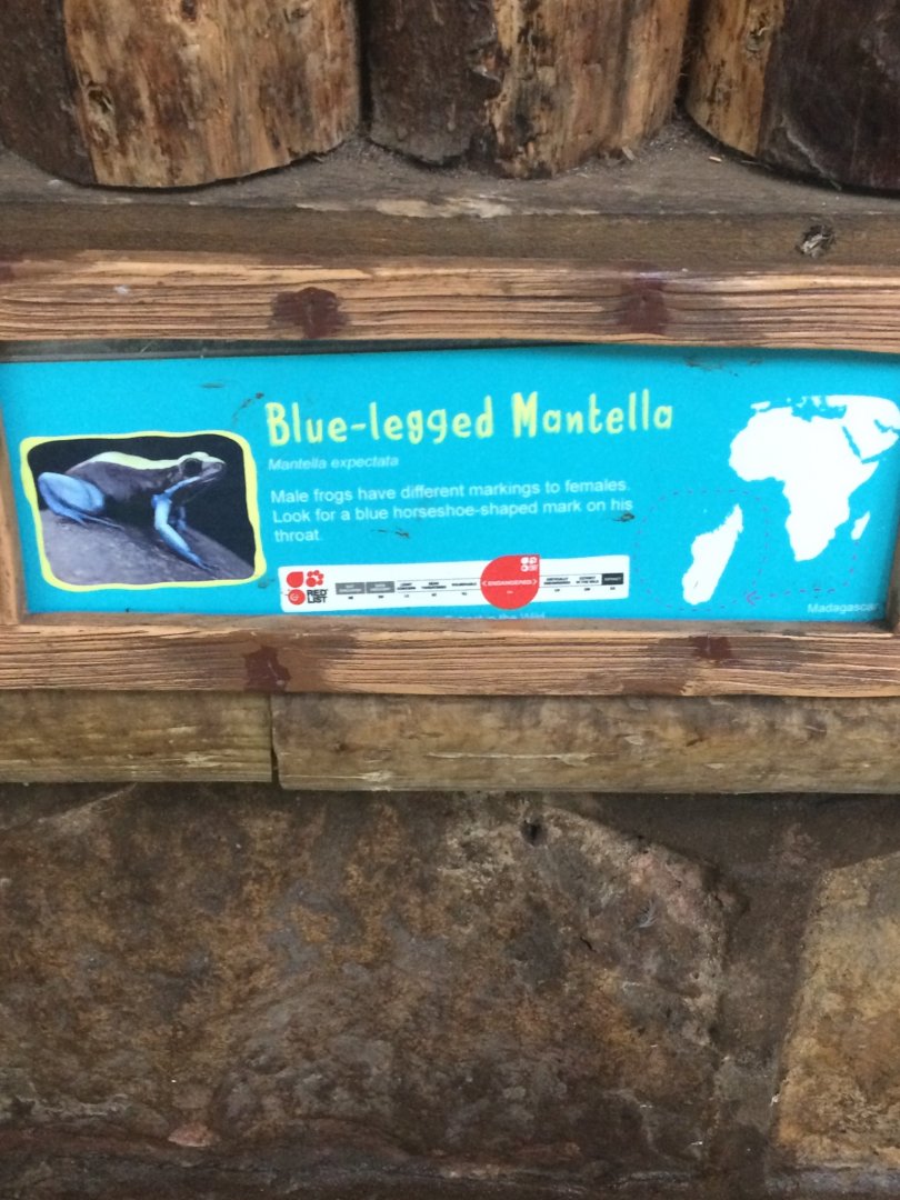Blue legged Mantella signage