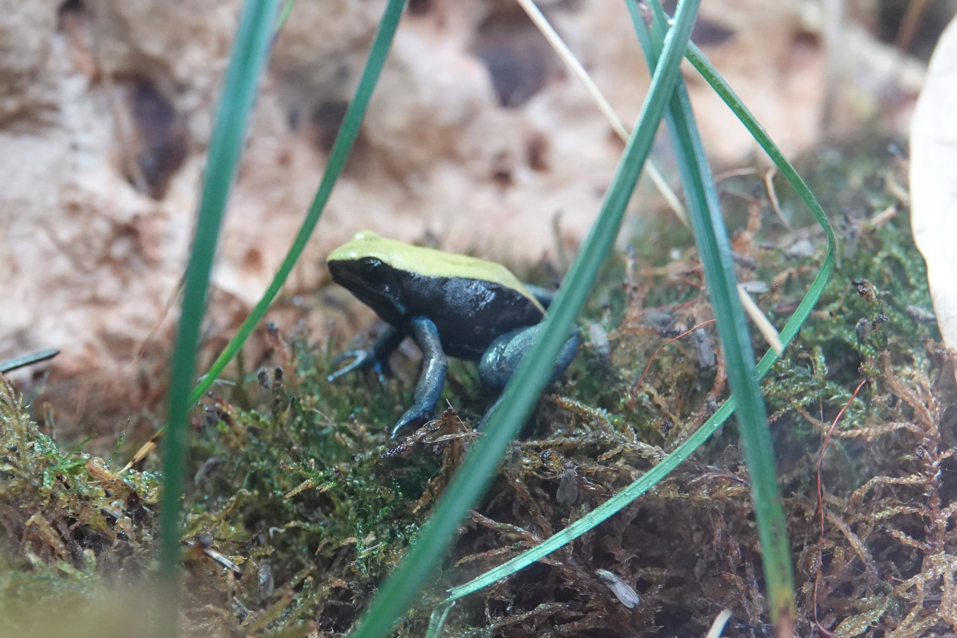 Blue-legged mantella